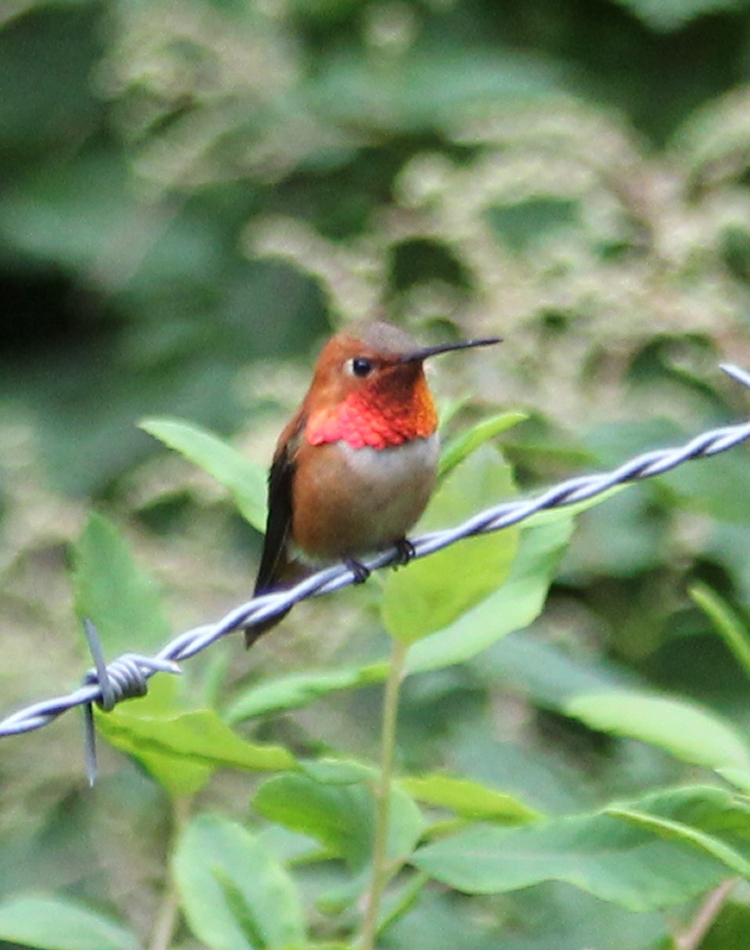 Rufous Hummingbird, Male